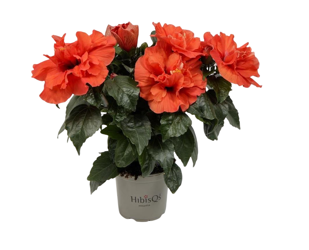 Planta Natural Hibiscus Hibiscus Rosa-sinensis 'adonicus Double Orange'ø 13 Alt. 27 - 37_0