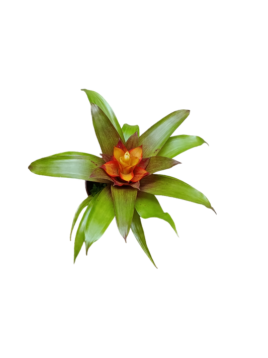 Vriesea sp Mini Flor Planta Bromelia Ø5 Cm_0