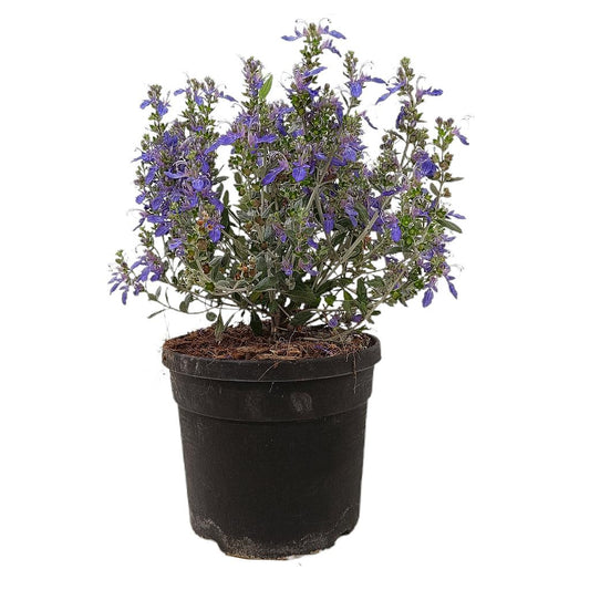 Teucrium Azureum M19 35cm_0
