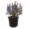 Teucrium Azureum M19 35cm