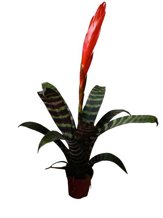 Vriesea Era Mini Flor Roja Planta Bromelia Ø5 Cm_0