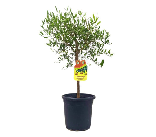 Citrus Caviar Glauca M21 (limón Caviar Chino)_0