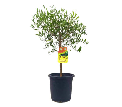 Citrus Caviar Glauca M21 (limón Caviar Chino)