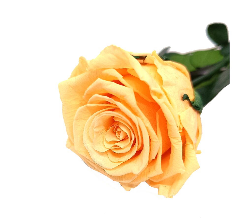 Mundo Eterno Rosa Preservada Melocotón 55cm