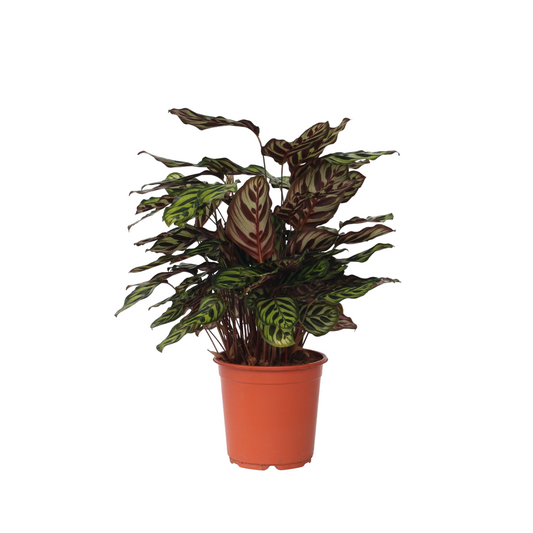 Planta De Pavo Real - Calathea 'makoyana' - Altura 60-70cm - ⌀21cm_0