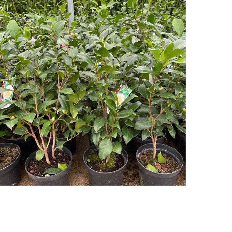 Camelia Japonica Maceta_0