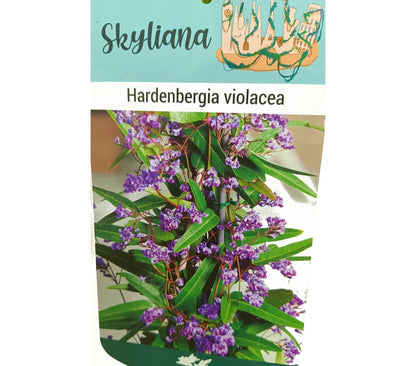 Hardenbergia Tutor M16 100cm_2
