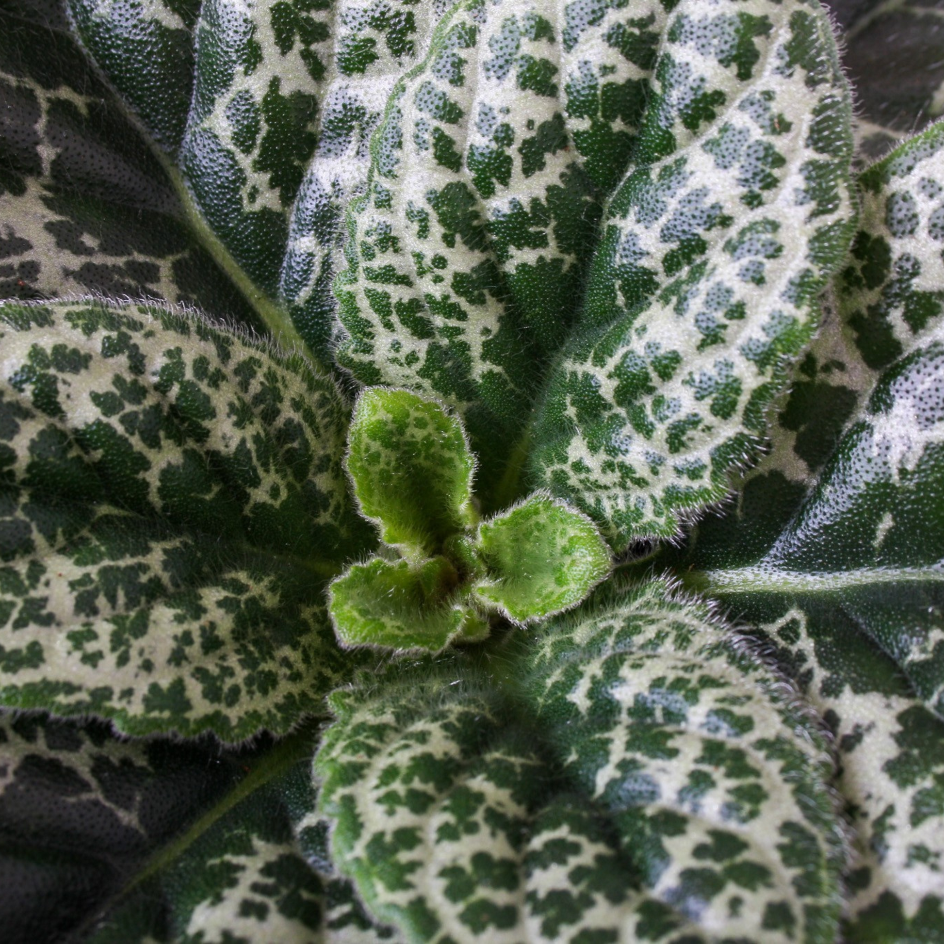 Prímula Del Cabo - Streptocarpus 'pretty Turtle' - Altura 25-35cm - ⌀13cm