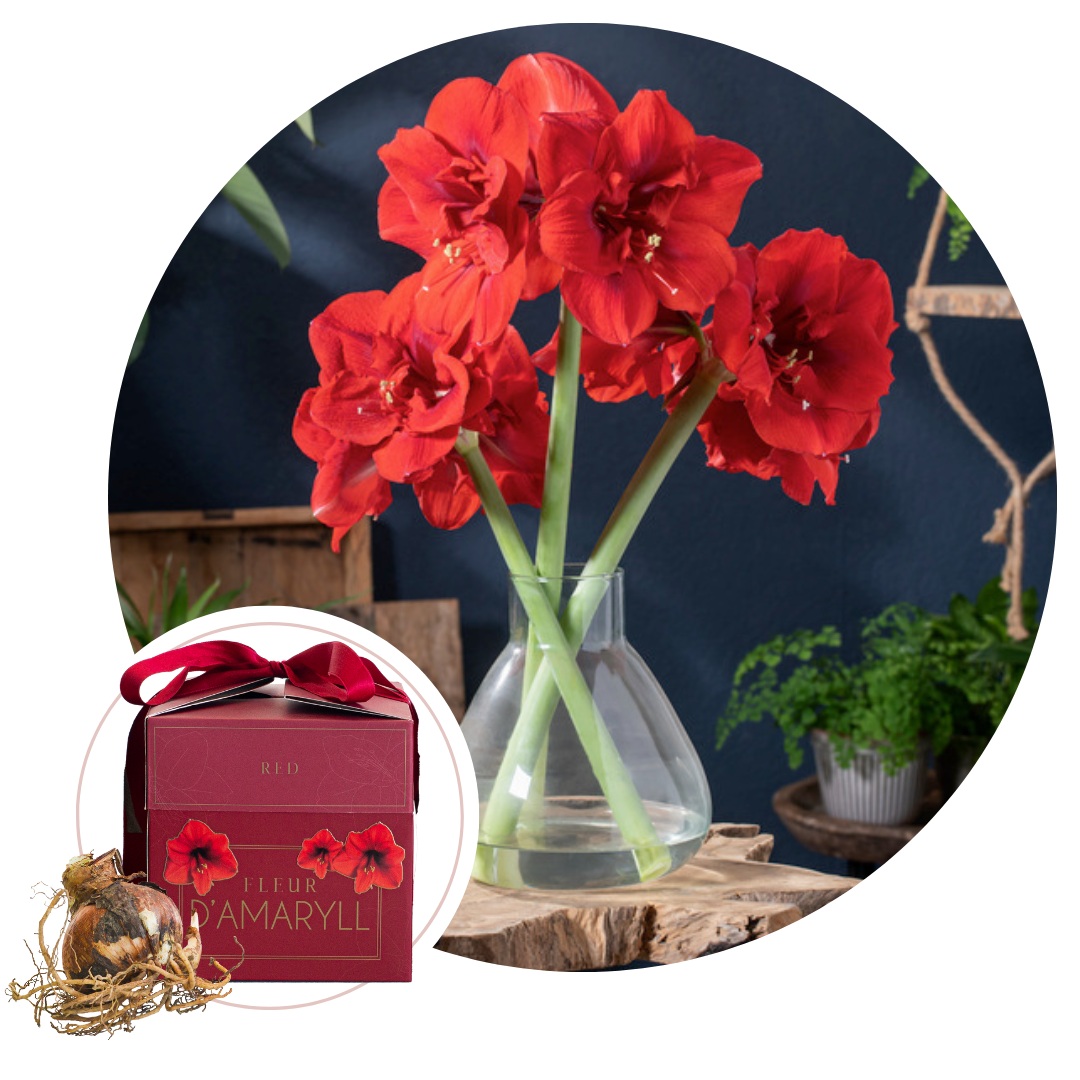 Amarilis Envoltorio De Regalo - Hippeastrum 'gift Box' - Bulbos De Flores - Rojo_0