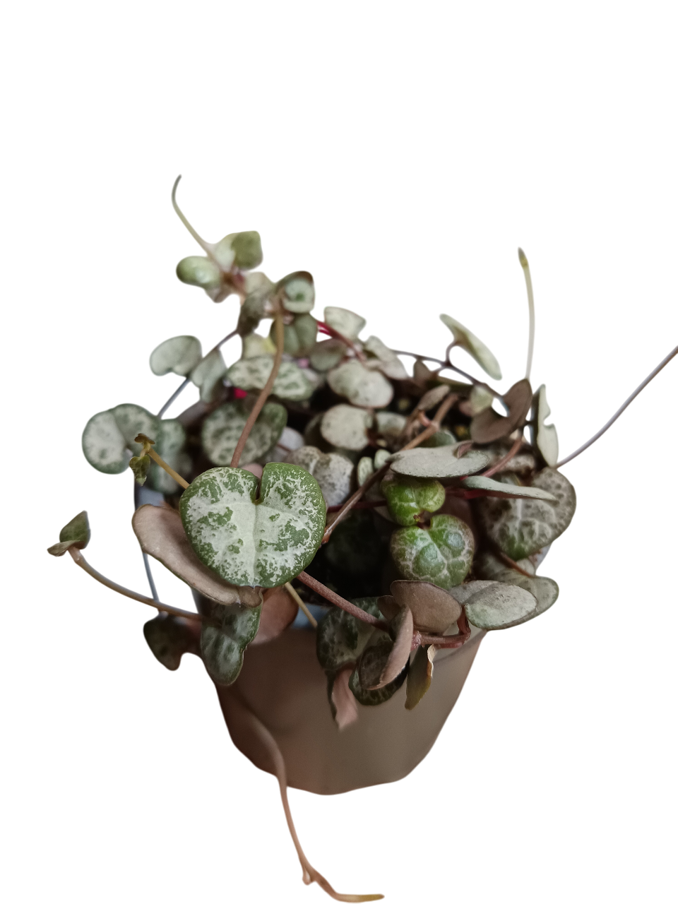 Ceropegia Silver Glory Planta Suculenta Colgante Ø8