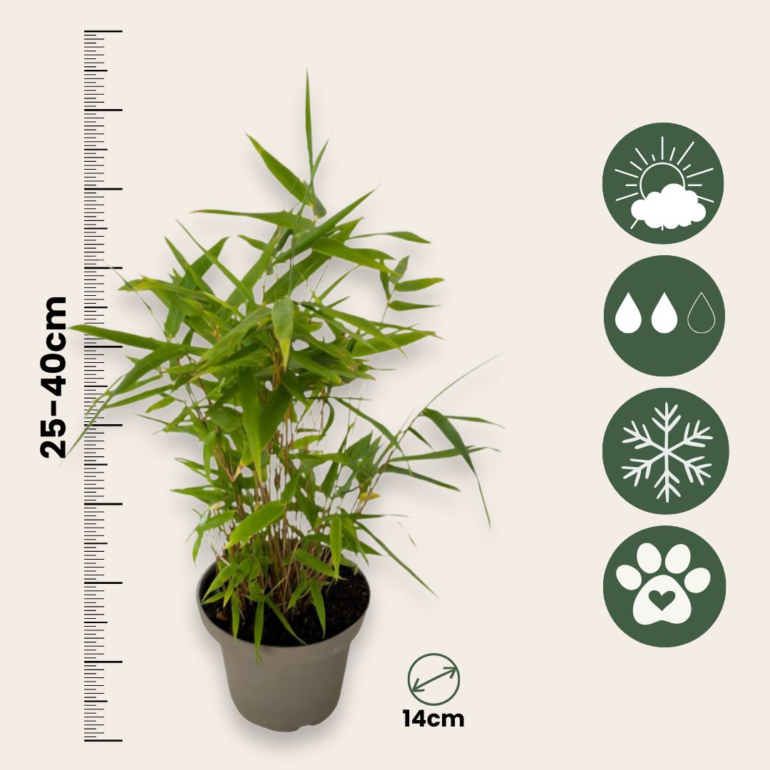 Bambú - 6 Piezas - Fargesia Nitida 'black Dragon' - Altura 25-40cm - ⌀14cm_2