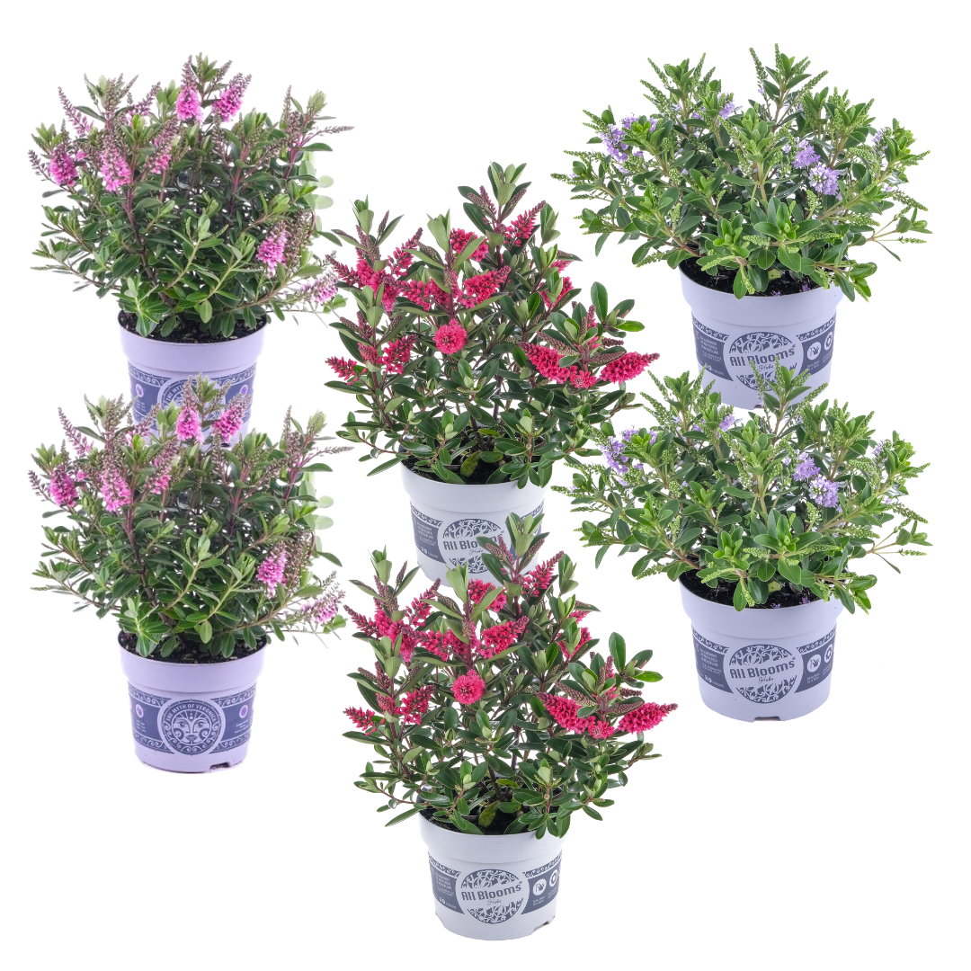 Mezcla De Verónica Arbustiva - 6 Pzs - Hebe - Altura 30-35cm - ⌀13cm_0