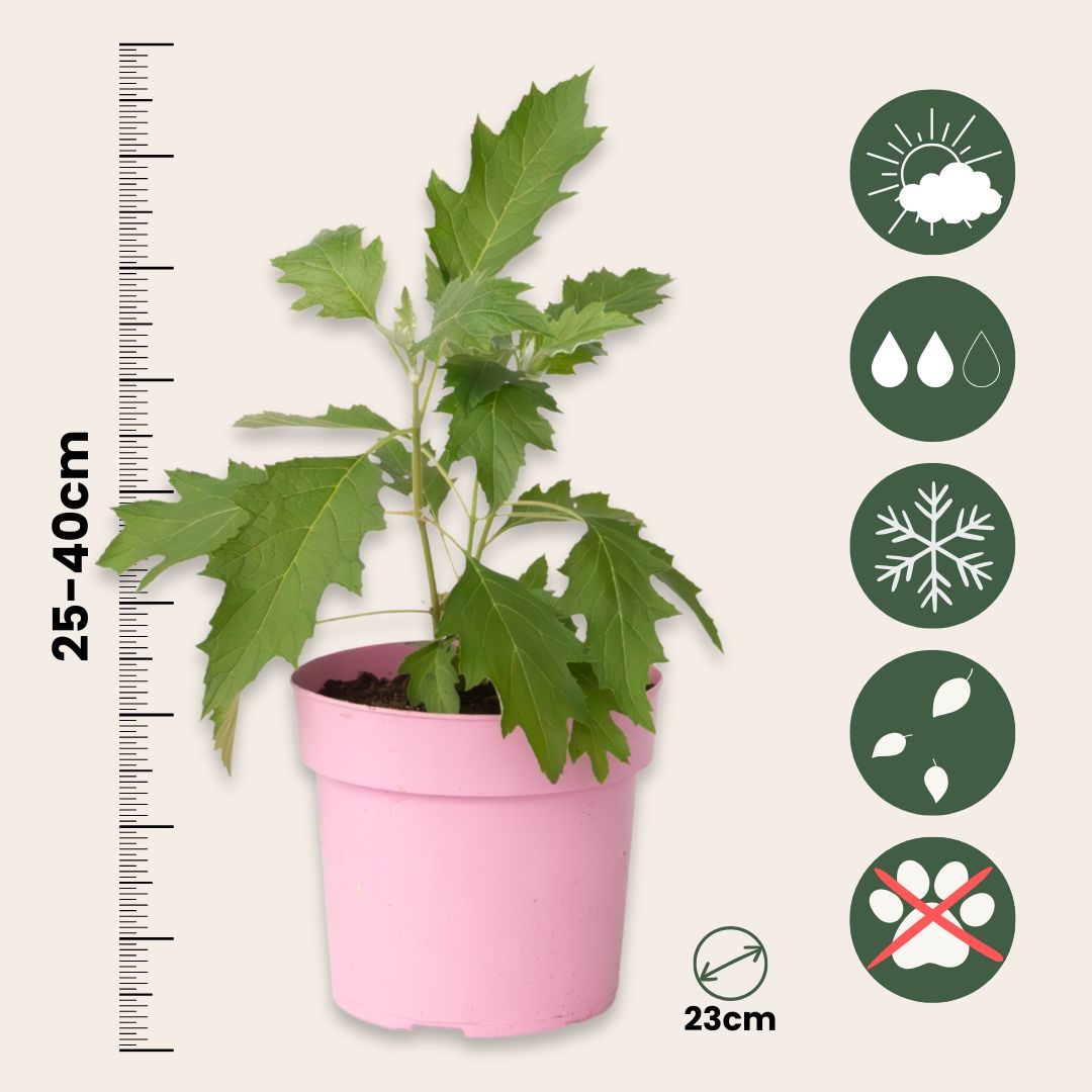 Hortensia - 2 Pzs - Hydrangea 'ice Crystal' - Altura 25-40cm - ⌀19cm