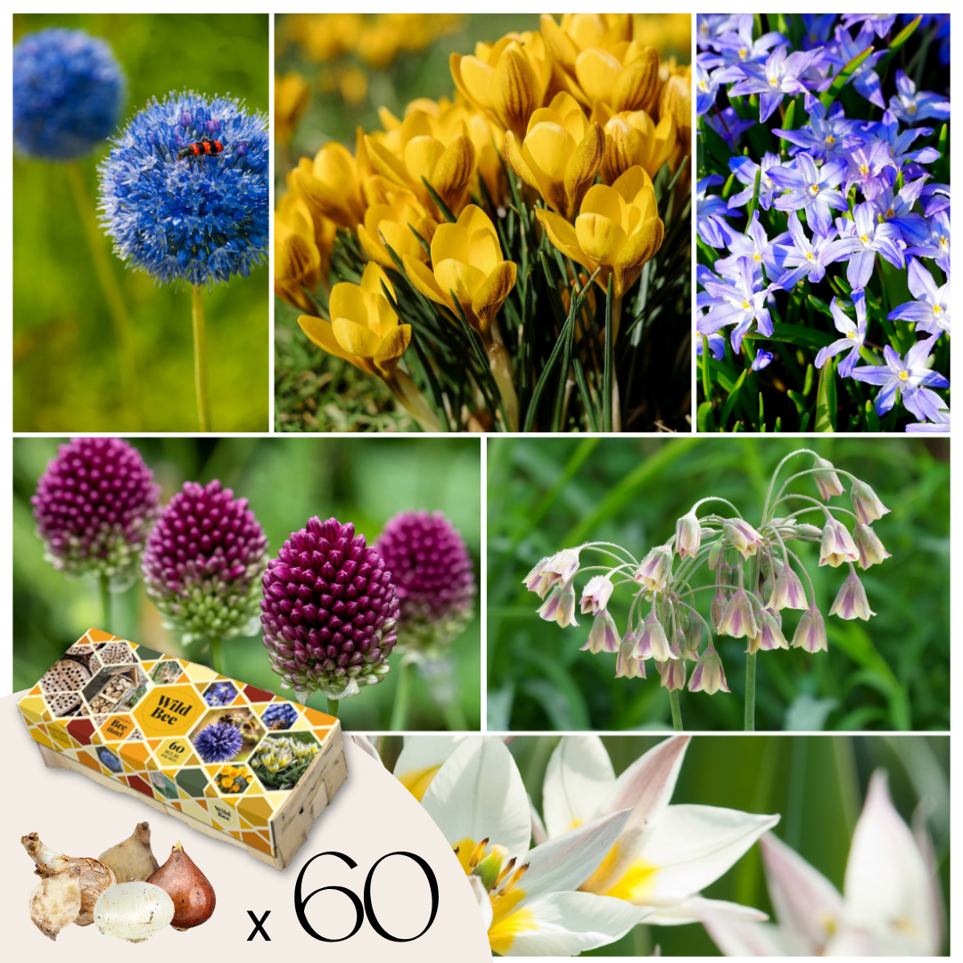 Wild Bee Hotel Box - 60 Bulbos - Instrucciones Hotel Abejas - Resistente Frío