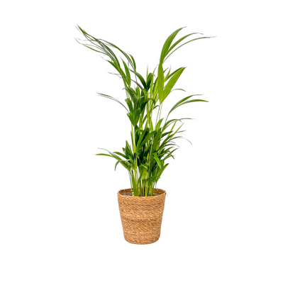 Palma Areca - Dypsis Lutescens - Incluye Cesta - Altura 60-70cm - ⌀17cm_0