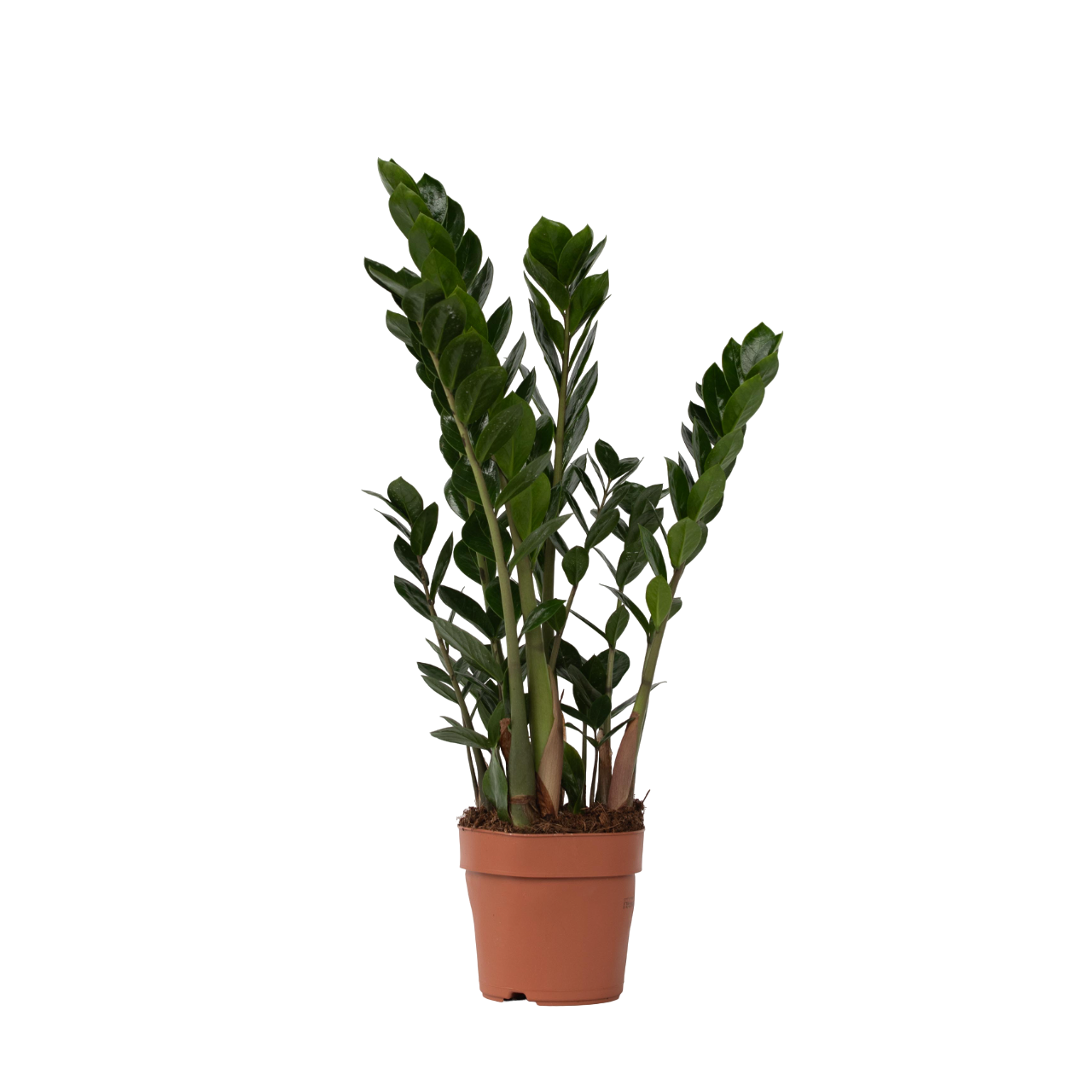 Zamioculca - Zamioculcas Zamiifolia - Altura 55-65cm - ⌀17cm_0