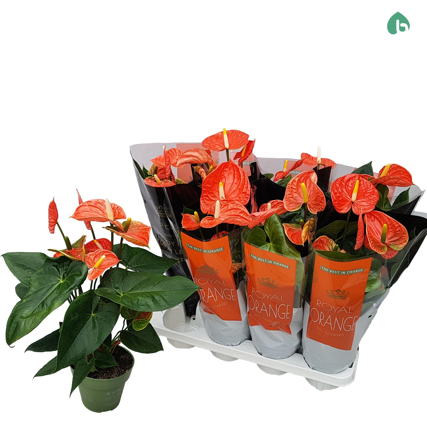 Anthurium Prince Of Orange Planta De Interior