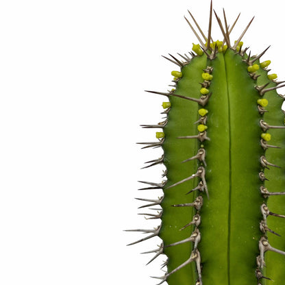 Euphorbia Fruticosa Cactus Y Suculentas