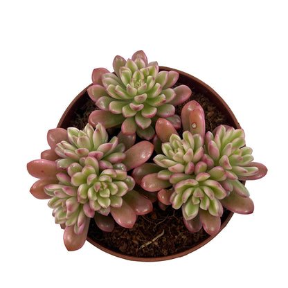 Sedum Joyce Tulloch Variegata Cactus Y Suculentas M8,5 Ø