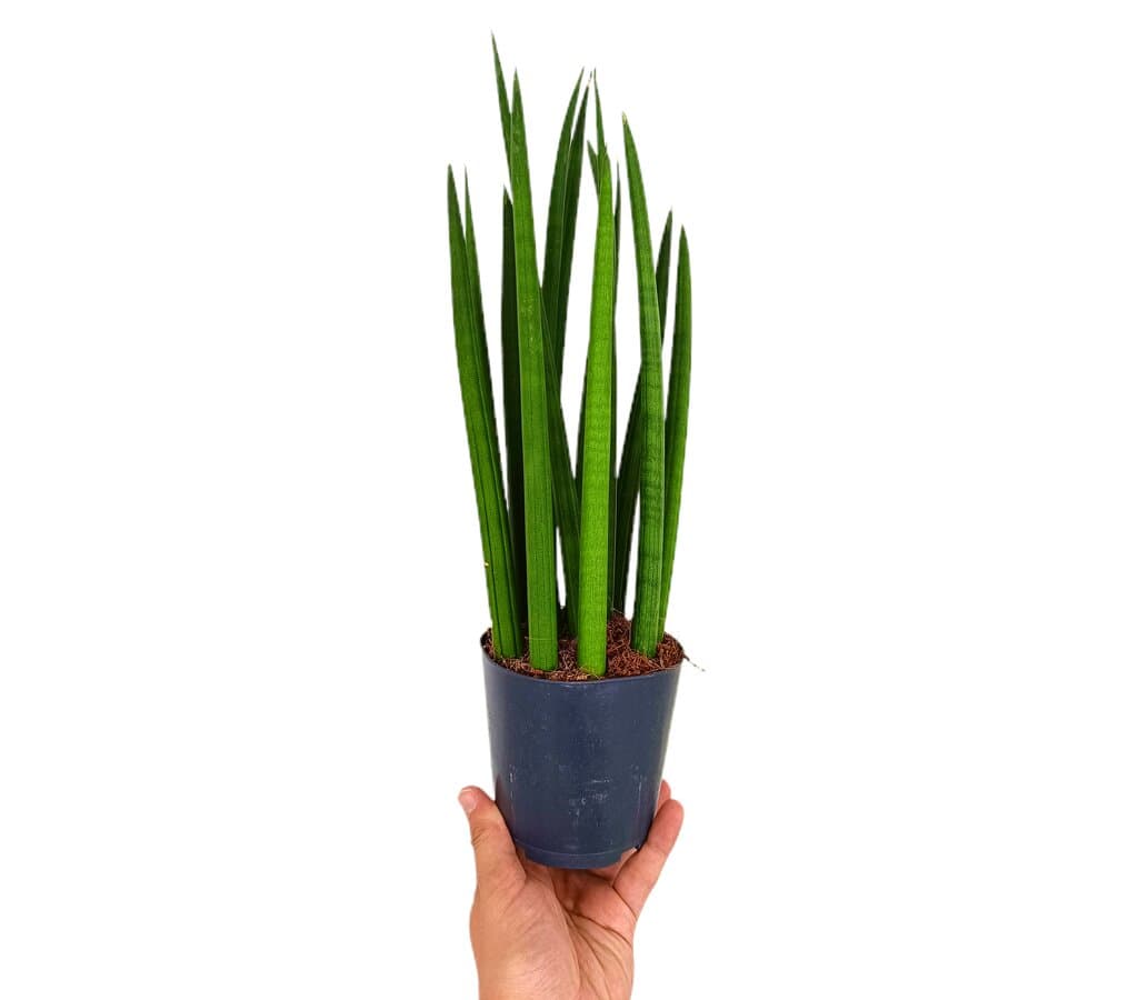 Sansevieria Cilindrica M12 (lengua De Suegra)