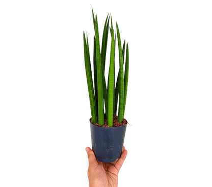 Sansevieria Cilindrica M12 (lengua De Suegra)