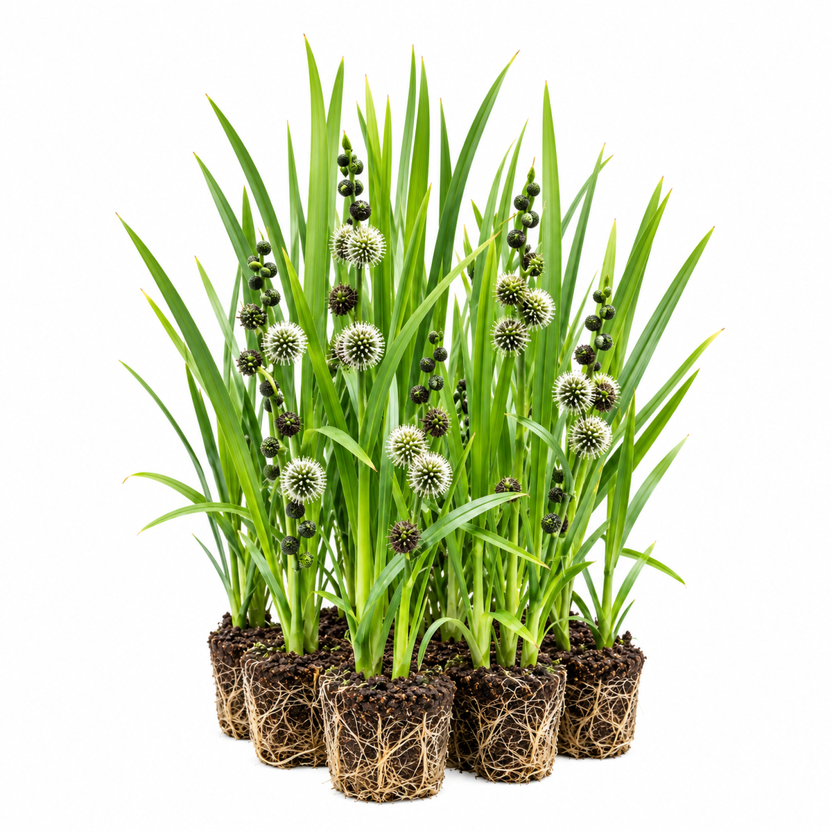 Platanaria - Sparganium Erectum - 12 Plantas_0