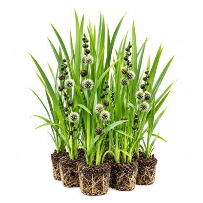 Platanaria - Sparganium Erectum - 12 Plantas_0