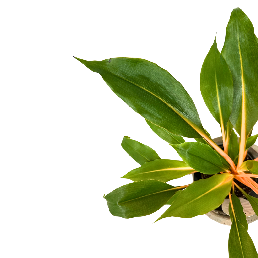Clorofitum Green Orange M13_2