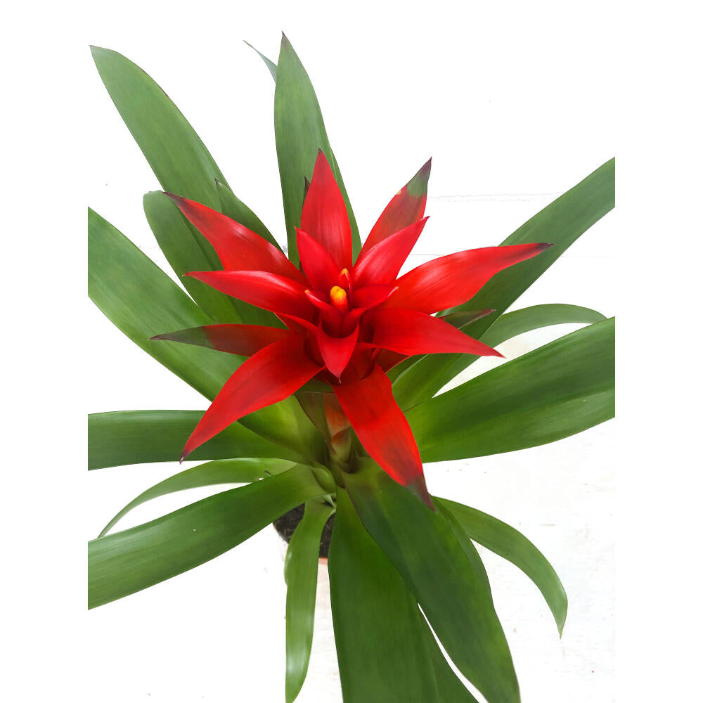 Guzmania Blitz M9 30cm