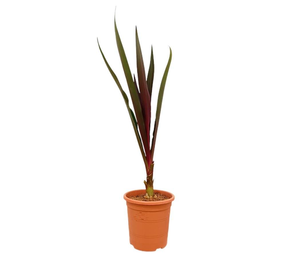 Crinun Purpurea M25 80-100cm_0