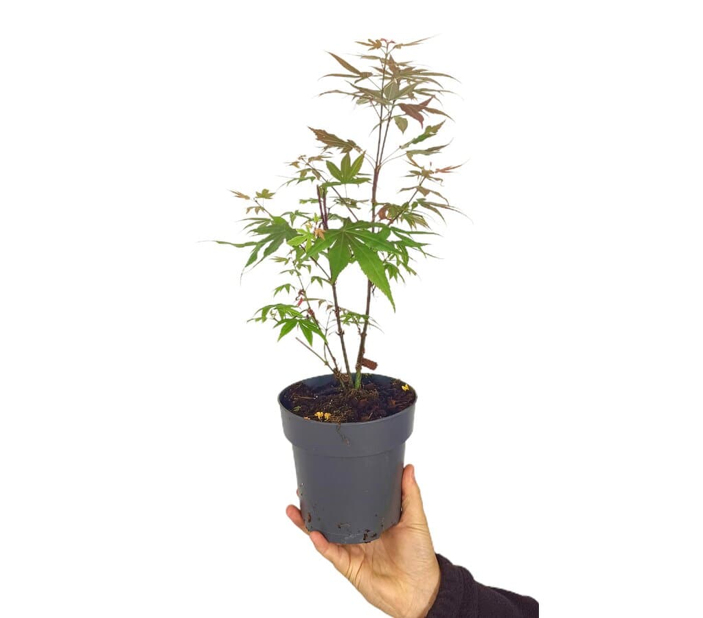 Acer Palmatum Atropurpureum M15_1