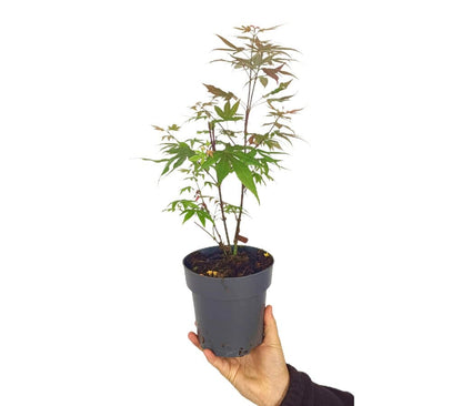 Acer Palmatum Atropurpureum M15_1