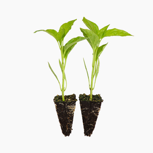 Plantón Pimiento Largo Amarillo 2 Unidades - Plantabo_0