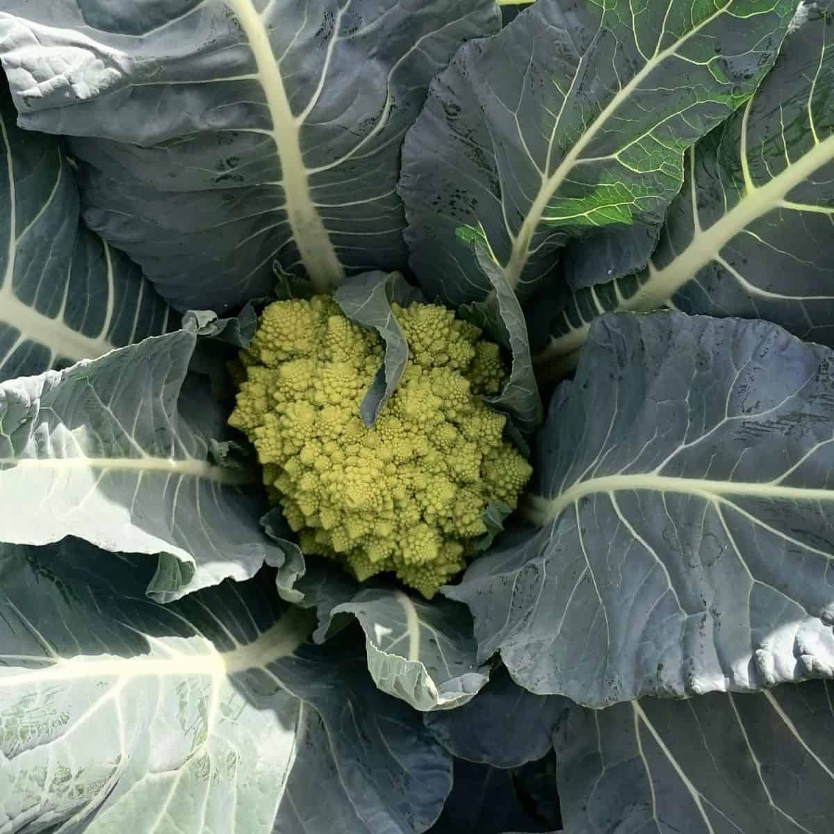 Romanescu Del Campo A Casa 1/2 Kg_0
