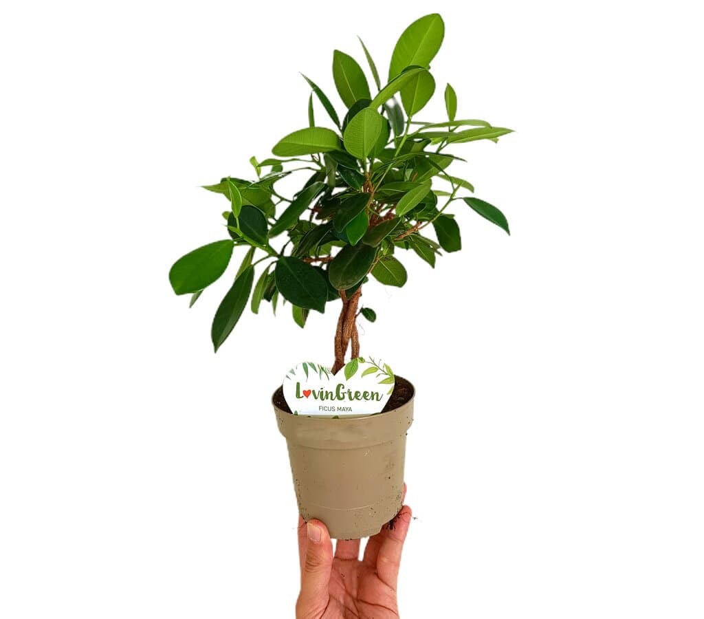 Ficus Nitida Trenzado M12_0