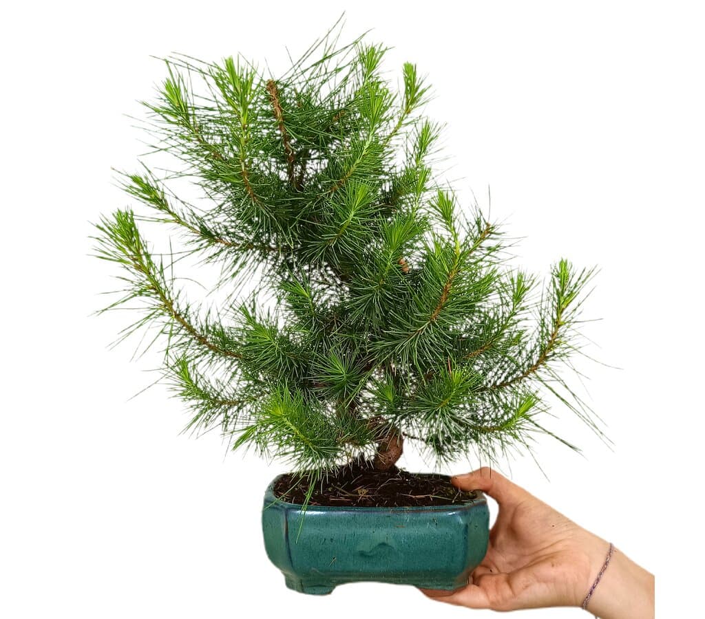 Bonsái Pinus Halepensis 7 Años Calibre -1 (pino Carrasco)_1