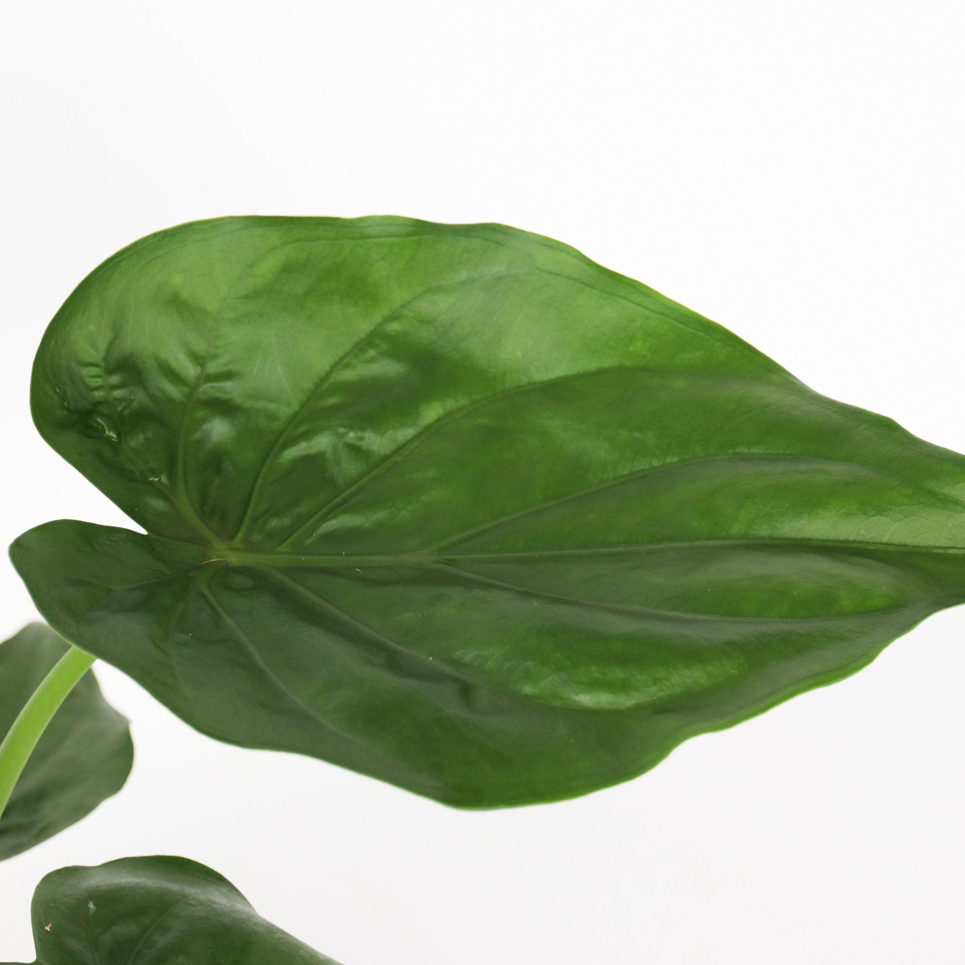 Oreja De Elefante - Alocasia 'cucullata' - Altura 70-80cm - ⌀19cm