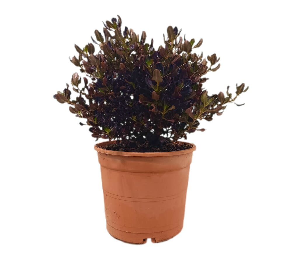 Coprosma Chocolate M22 40cm