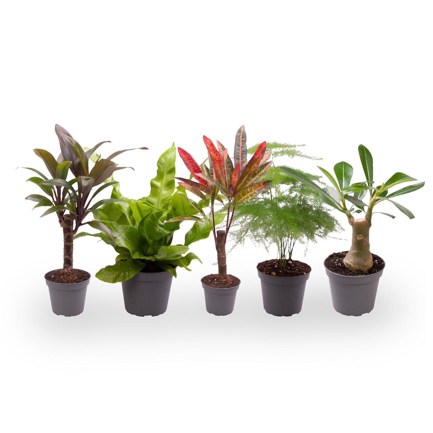 Pack 5 Plantas Baby M6 Variadas_1