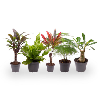 Pack 5 Plantas Baby M6 Variadas