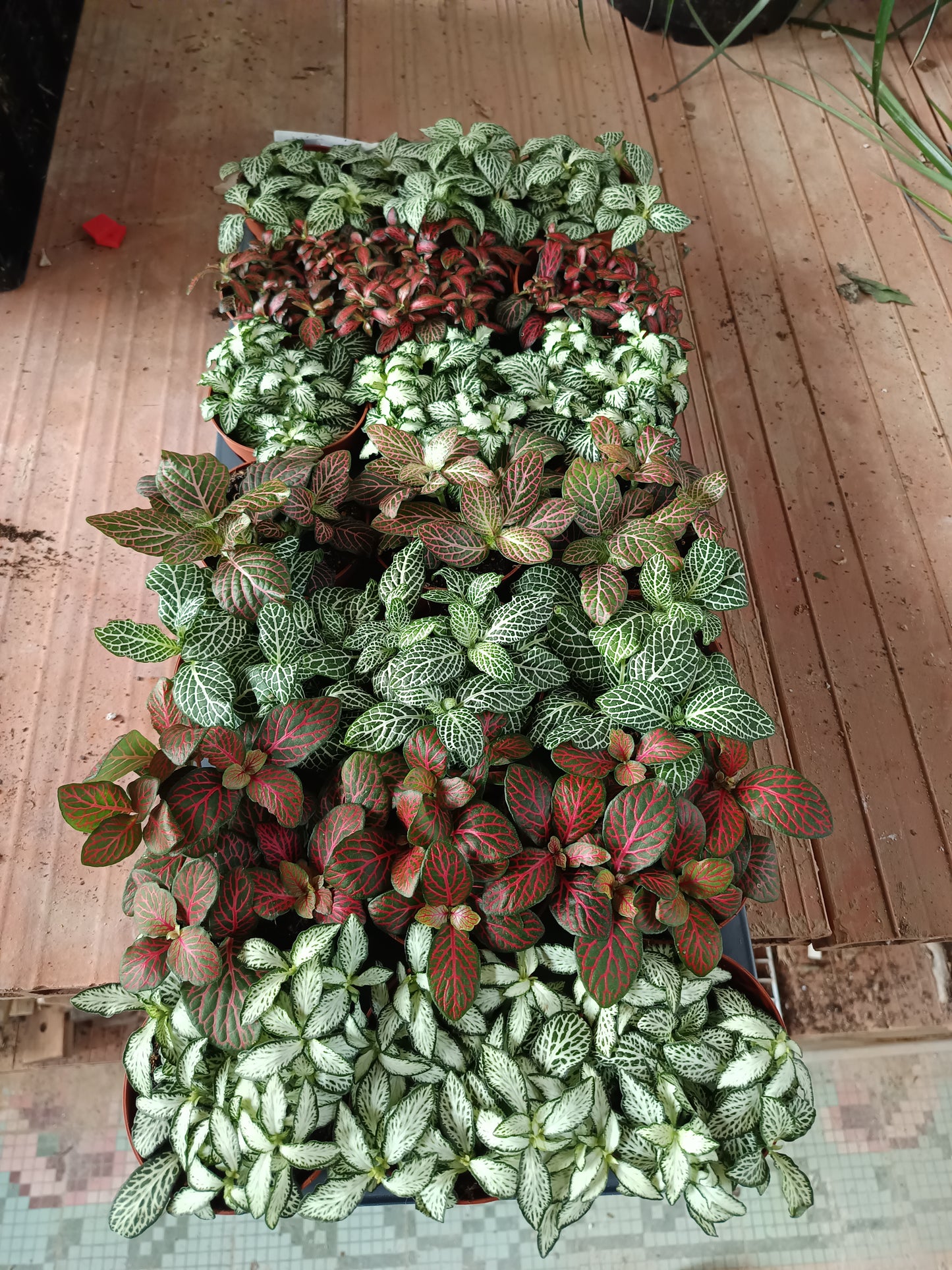 1 Planta Surtida Fittonia De Colores Ø8