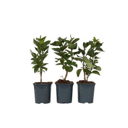Lila - 3 Pzs - Syringa Vulgaris - Altura 25-40cm - ⌀17cm_0