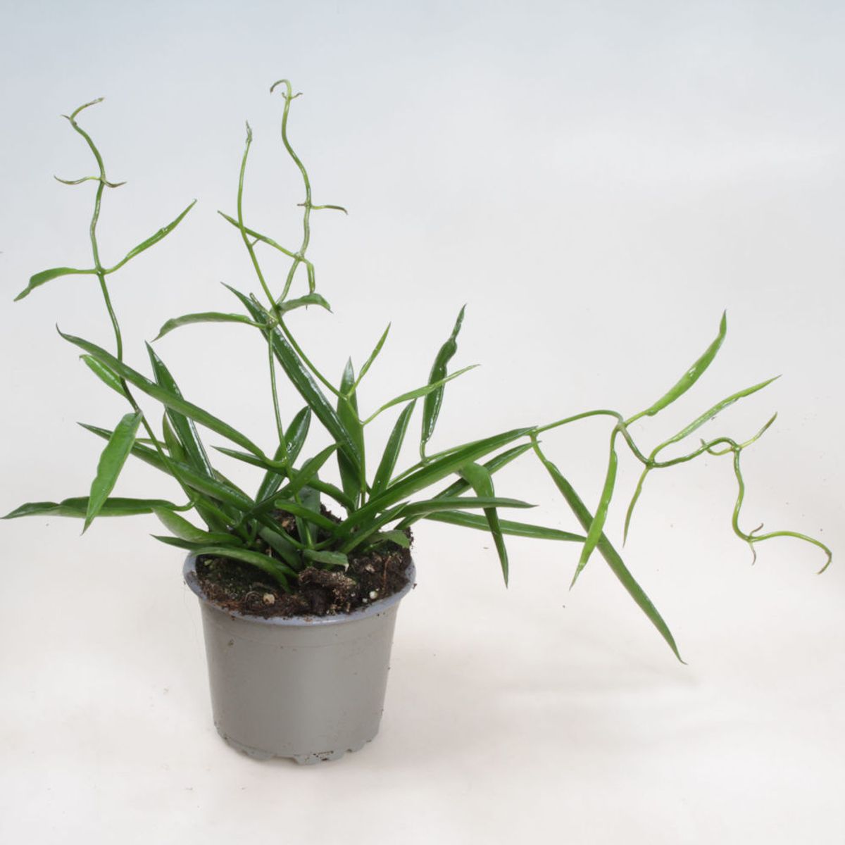 Hoya Longifolia Planta Suculenta Colgante Flor De Cera Ø9_0