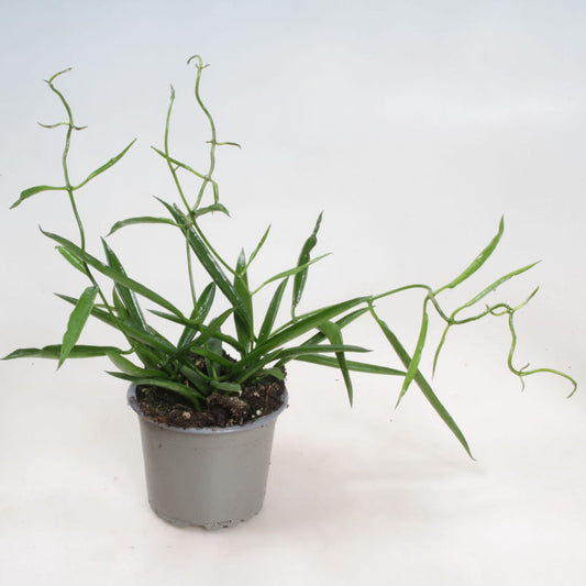 Hoya Longifolia Planta Suculenta Colgante Flor De Cera Ø9_0