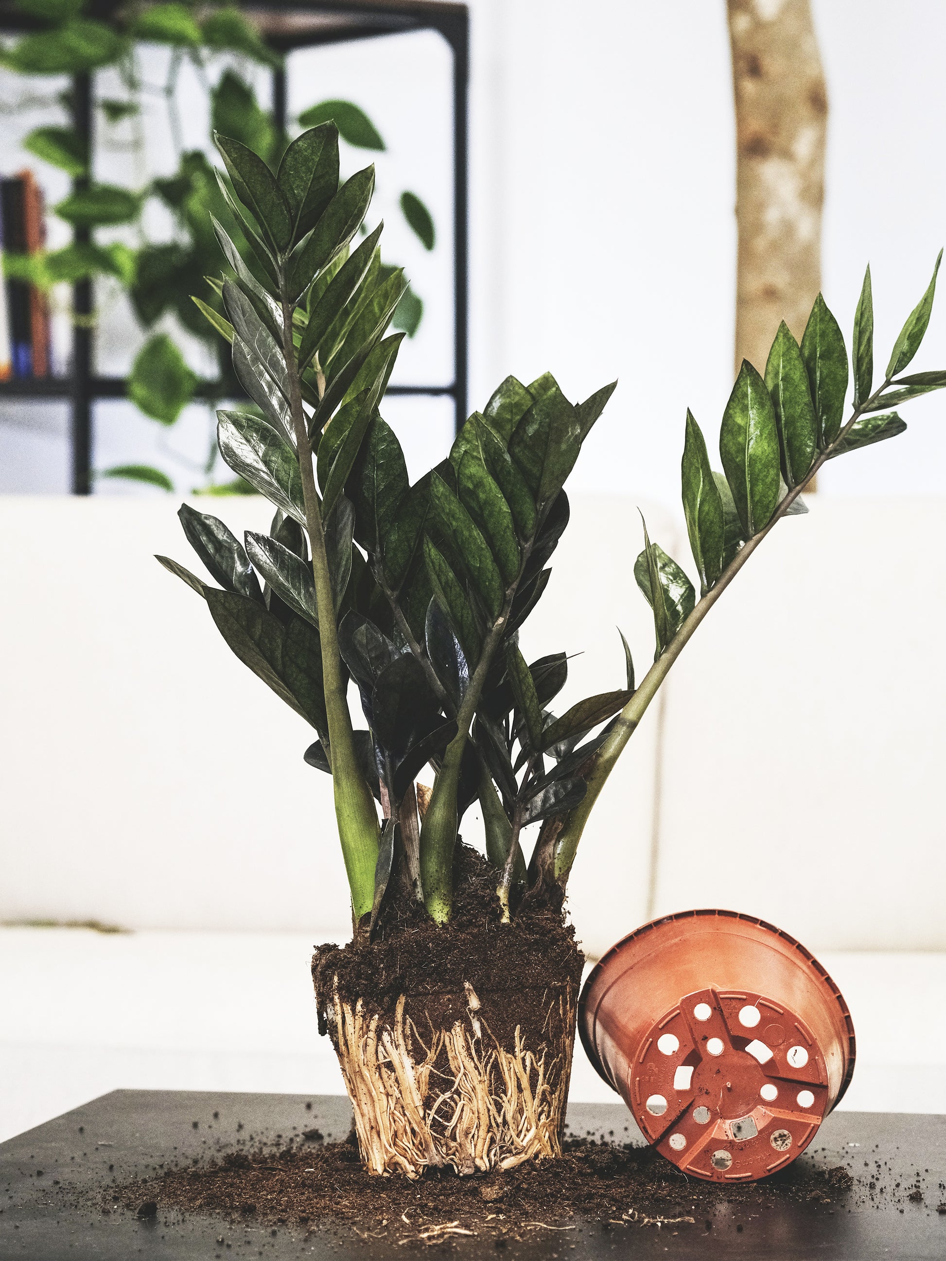 Zamioculca Zamiifol  Altura 60cm - Maceta 14cm