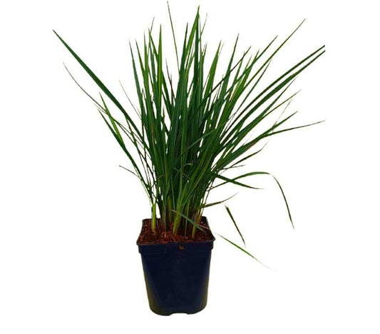 Dianella Coolvista M16_0