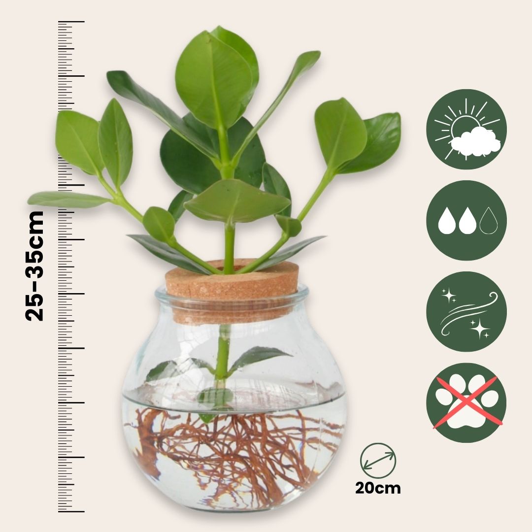 Copey Rosado - Clusia Rosea 'princess' - Altura 25-35cm - ⌀20cm_2