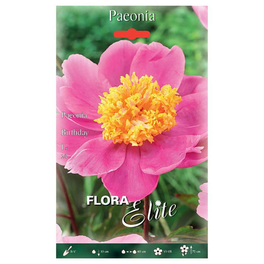 Bulbo Peonia rosa birthday 1 ud