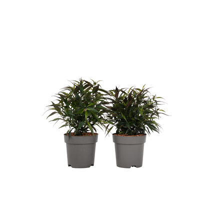 Escudo Persa - 2 Pzs - Strobilanthes ‘brunetthy’ - Altura 25-40cm - ⌀17cm_0