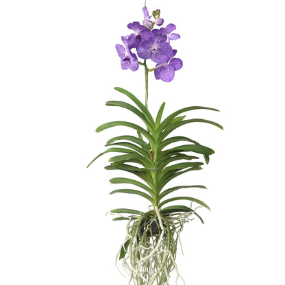 Orquídea Vanda - Vanda 'magic Royal Blue' - Altura 55-65cm